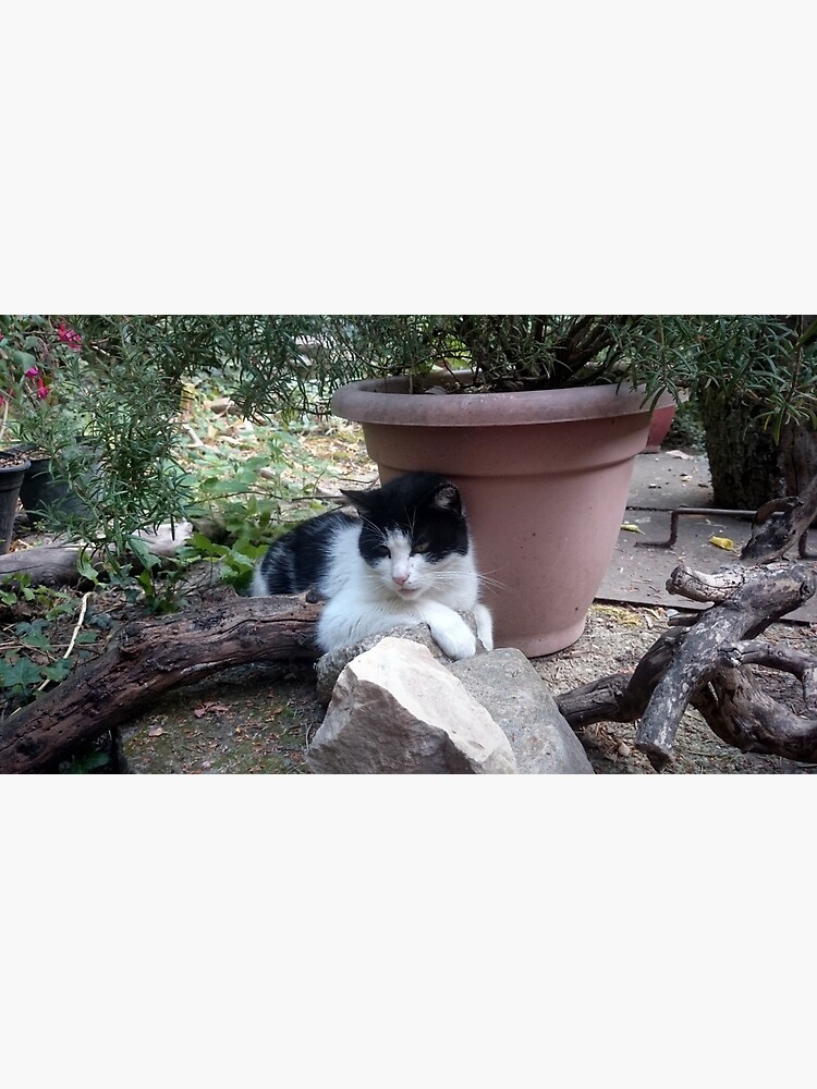 Katze Kitti im Garten von Gourmetkater