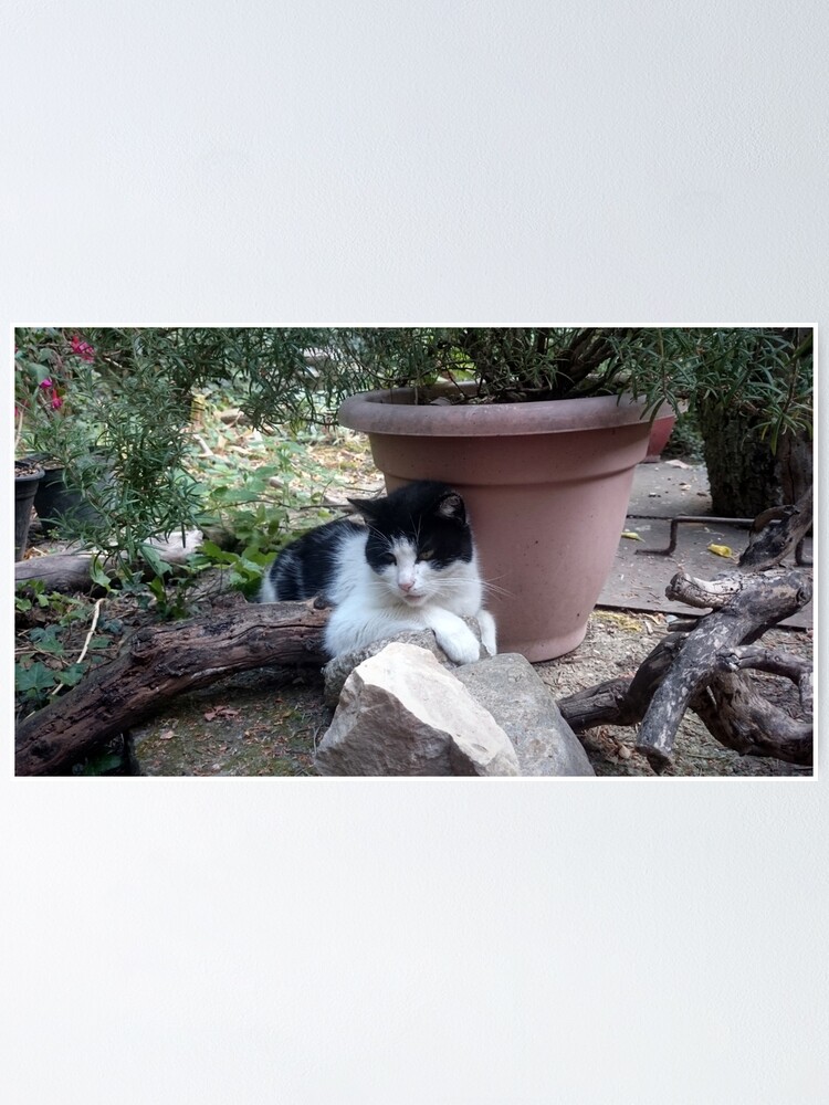 Alternative Ansicht von Katze Kitti im Garten Poster