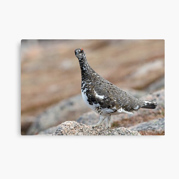 Item preview, Ptarmigan On Top designed and sold by Jamie  Green.
