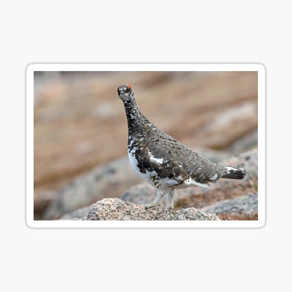 Item preview, Ptarmigan On Top designed and sold by Jamie  Green.