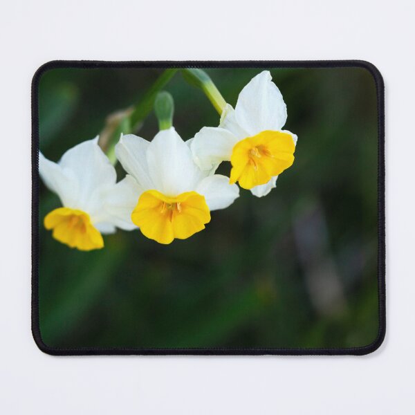 Item preview, daffodils photography designed and sold by Dinasworld.