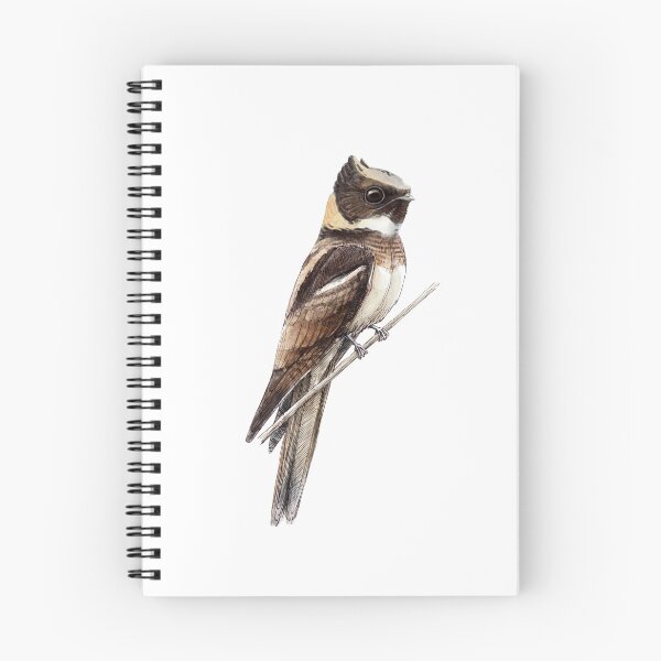 Item preview, Highly detailed scientific illustrations of Great Eared Nightjar in a vintage natural history book style designed and sold by wonderisland.
