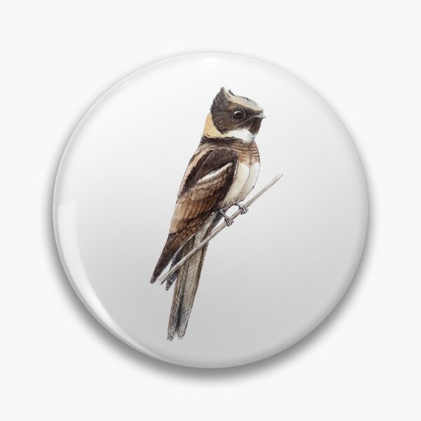 Item preview, Highly detailed scientific illustrations of Great Eared Nightjar in a vintage natural history book style designed and sold by wonderisland.