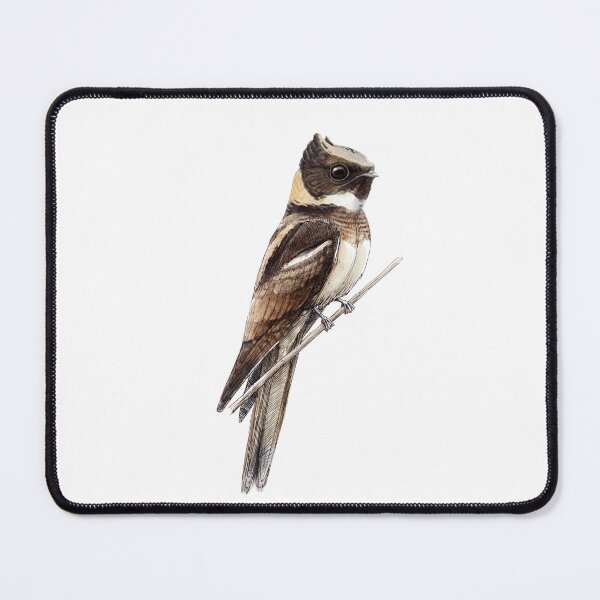 Item preview, Highly detailed scientific illustrations of Great Eared Nightjar in a vintage natural history book style designed and sold by wonderisland.