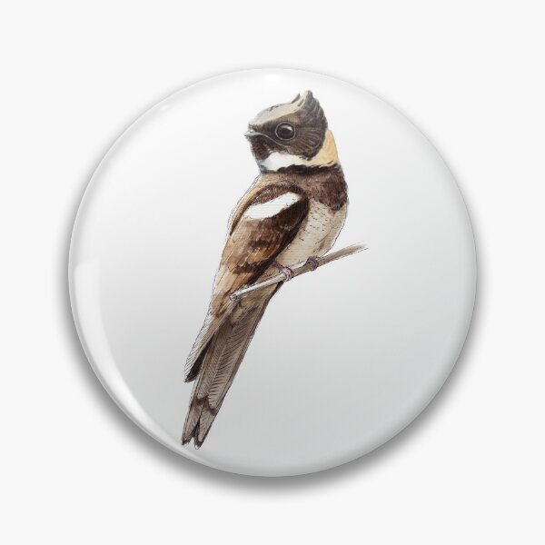 Item preview, Highly detailed scientific illustrations of Great Eared Nightjar in a vintage natural history book style designed and sold by wonderisland.