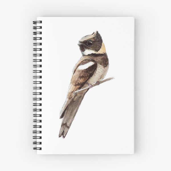 Item preview, Highly detailed scientific illustrations of Great Eared Nightjar in a vintage natural history book style designed and sold by wonderisland.