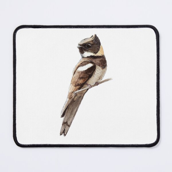 Item preview, Highly detailed scientific illustrations of Great Eared Nightjar in a vintage natural history book style designed and sold by wonderisland.