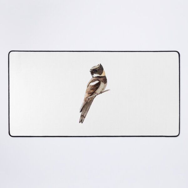 Item preview, Highly detailed scientific illustrations of Great Eared Nightjar in a vintage natural history book style designed and sold by wonderisland.