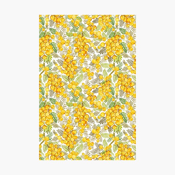 Item preview, Australian Golden Wattle Watercolor Botanical Floral Summer Yellow And White  designed and sold by Sketchbook Designs.