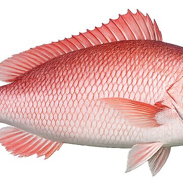 Artwork thumbnail, Red Snapper by Poplartree