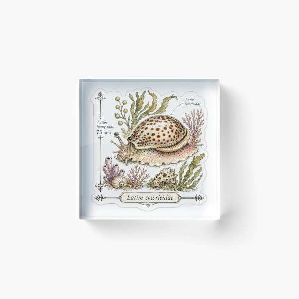 Item preview, Cute Vintage Cowrie Shell Sticker - Scientific Beach Plate designed and sold by PND7777.