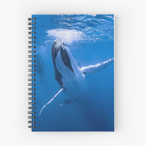 Item preview, Graceful Odd 13 Brewing aWhales Explore Depths designed and sold by Sarahsumer.