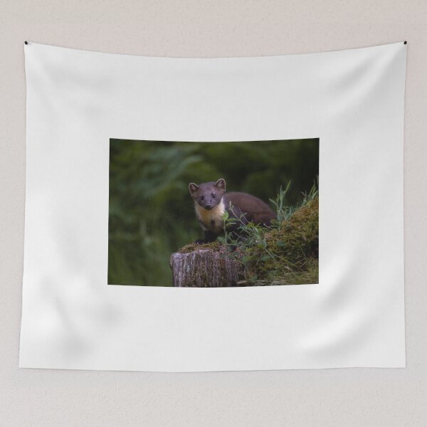 Item preview, Scottish Pine marten designed and sold by wildlifephoto.