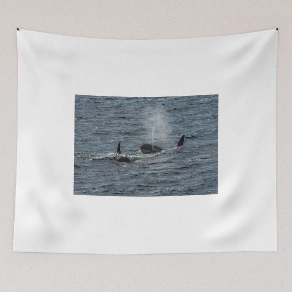 Item preview, Orca (Killer whale) hunting in Shetland designed and sold by wildlifephoto.