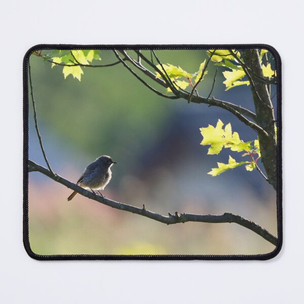 Item preview, A small, gray bird on a tree branch in wide shot. designed and sold by NaturePhotography.