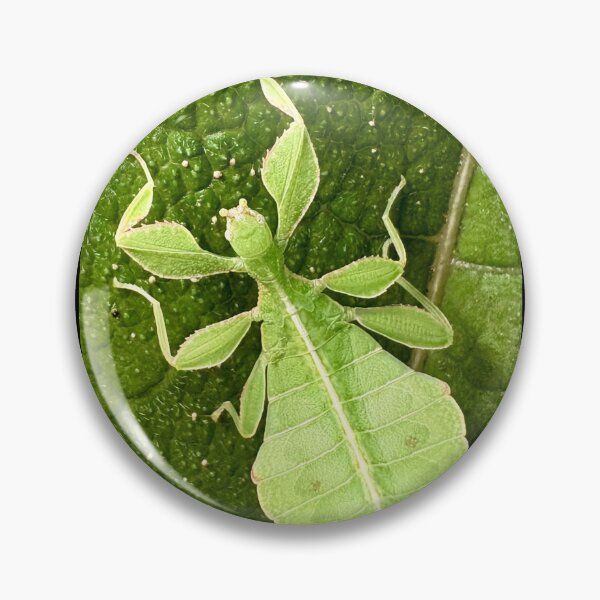 Item preview, Phyllium philippinicum – Philippine Leaf Insect | Botanical Nature Design designed and sold by amedo14.