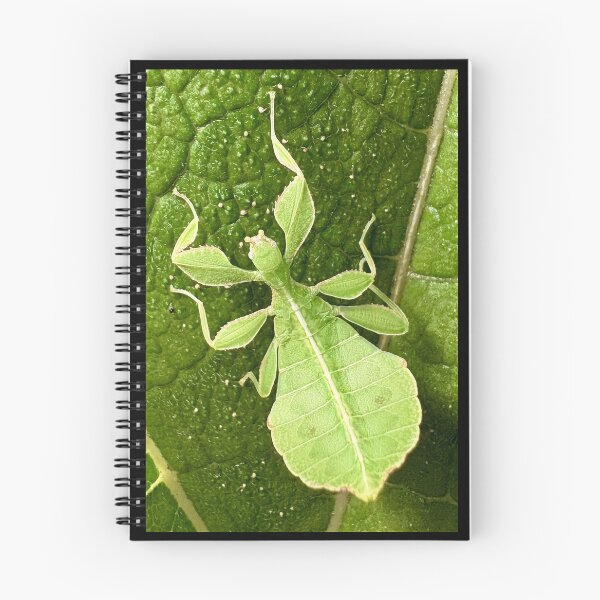 Item preview, Phyllium philippinicum – Philippine Leaf Insect | Botanical Nature Design designed and sold by amedo14.