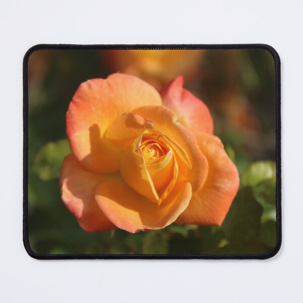 Item preview, Golden apricot rose flower - Soft nature photography designed and sold by Cha-s-lens.