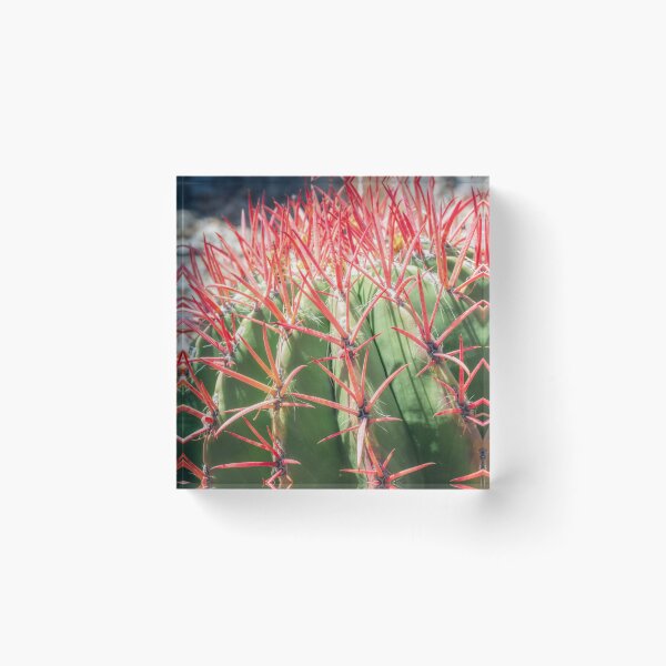 Item preview, Mexican Lime Barrel Cactus with Vibrant Spines designed and sold by PhotoArt by Joan Carroll.