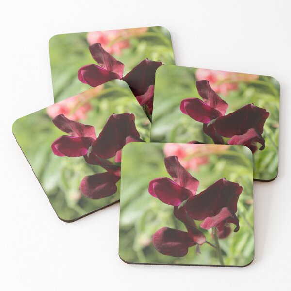 Item preview, Deep burgundy sweet pea flower - Soft nature photography designed and sold by Cha-s-lens.
