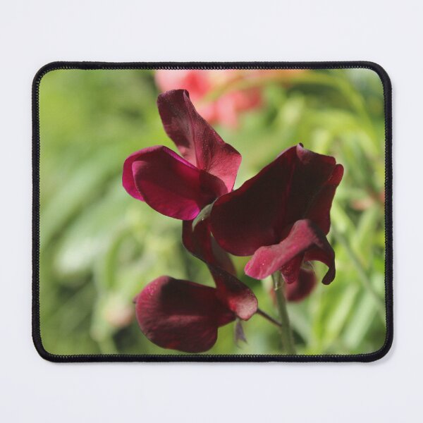 Item preview, Deep burgundy sweet pea flower - Soft nature photography designed and sold by Cha-s-lens.