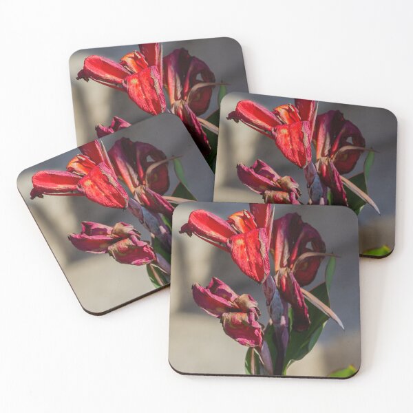 Item preview, Close-Up of Dried Red Canna Lily With Wilted Petals and Green Leaves in Sunlight designed and sold by Nmallia.