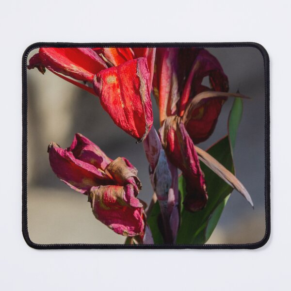 Item preview, Close-Up of Dried Red Canna Lily With Wilted Petals and Green Leaves in Sunlight designed and sold by Nmallia.
