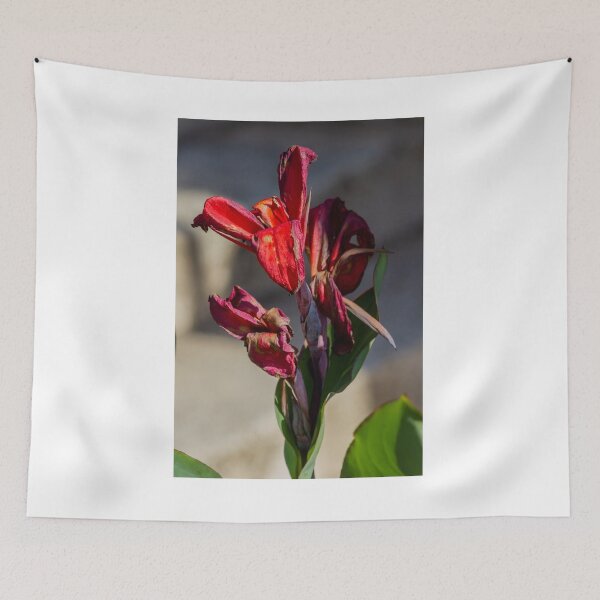 Item preview, Close-Up of Dried Red Canna Lily With Wilted Petals and Green Leaves in Sunlight designed and sold by Nmallia.