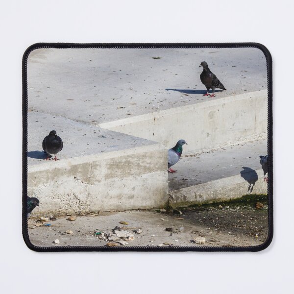 Item preview, Group of Rock Pigeons on Concrete Steps at Urban Waterfront designed and sold by Nmallia.