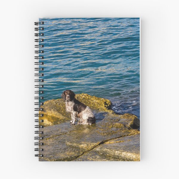 Item preview, Wet Dog Sitting on Rocky Shore by Blue Sea With Calm Water and Golden Light designed and sold by Nmallia.