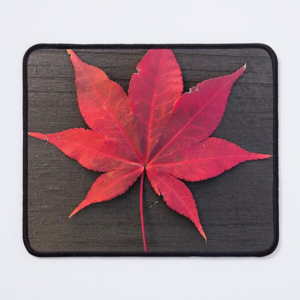 Item preview, Japanese Maple Leaf - Beautiful Foliage Photography designed and sold by YemmyZImages.