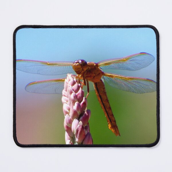 Item preview, Southwestern Dragonfly of the Utah Desert designed and sold by South 500 Photography.