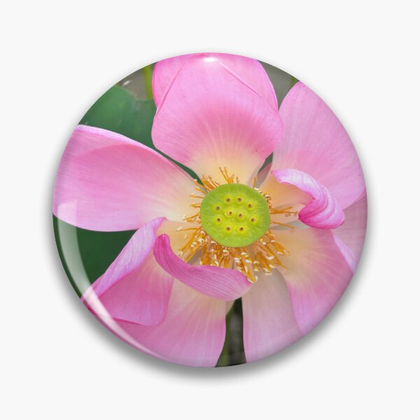Item preview, Beautiful Lotus Flower at Korean Buddhist Temple designed and sold by YemmyZImages.
