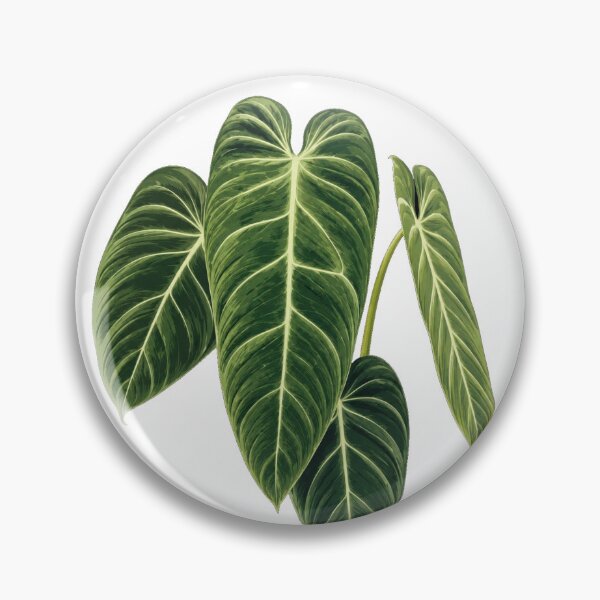Artikelvorschau, Elegante botanische Illustration eines tropischen Philodendron melanochrysum-Blattes entworfen und verkauft von Mikena1996.