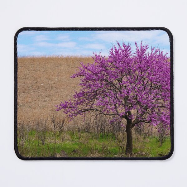 Item preview, Solitary Redbud tree with green grass and dried prairie background.  designed and sold by South 500 Photography.