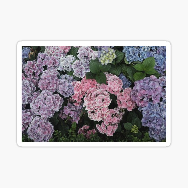 Item preview, Purple & Pink Nantucket Summer Hydrangeas designed and sold by newburyboutique.