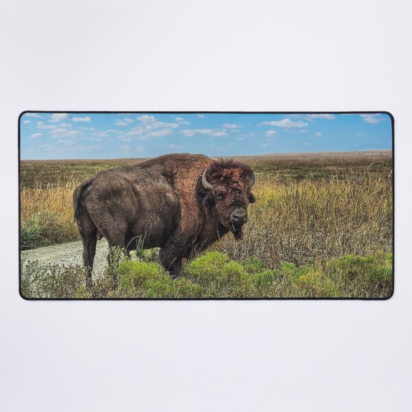 Item preview, A Bison Roams Free on the Tallgrass Prairie.  designed and sold by South 500 Photography.