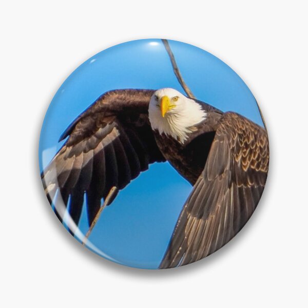 Item preview, Majestic Bald Eagle takes off as it makes eye contact with the Camera.  designed and sold by South 500 Photography.