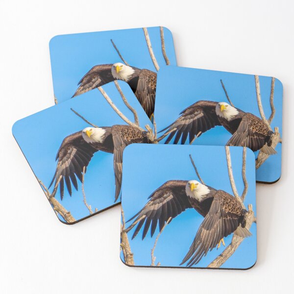 Item preview, Majestic Bald Eagle takes off as it makes eye contact with the Camera.  designed and sold by South 500 Photography.