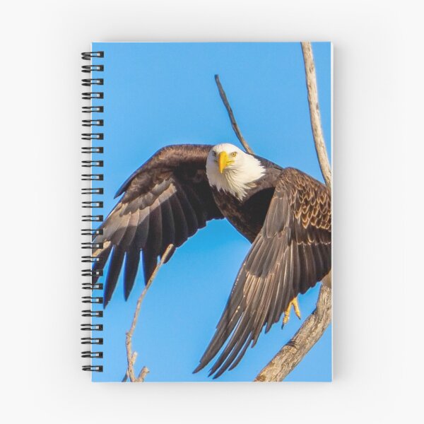 Item preview, Majestic Bald Eagle takes off as it makes eye contact with the Camera.  designed and sold by South 500 Photography.