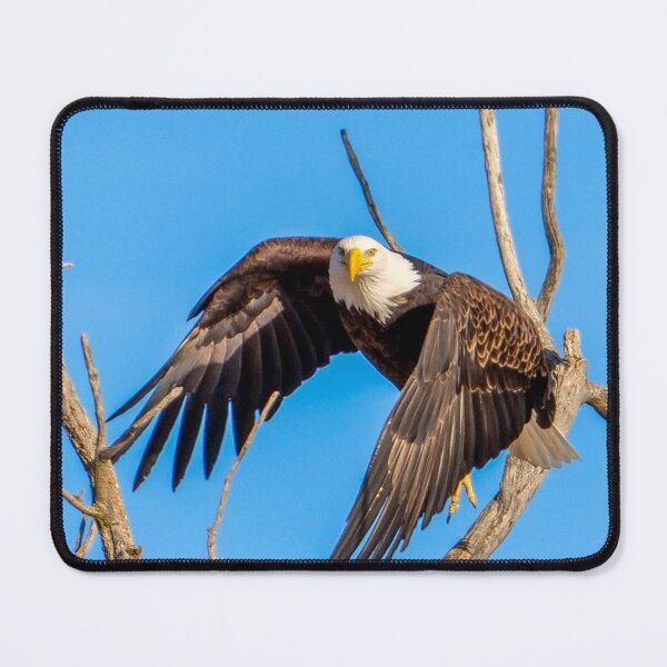 Item preview, Majestic Bald Eagle takes off as it makes eye contact with the Camera.  designed and sold by South 500 Photography.