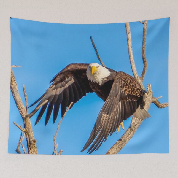Item preview, Majestic Bald Eagle takes off as it makes eye contact with the Camera.  designed and sold by South 500 Photography.