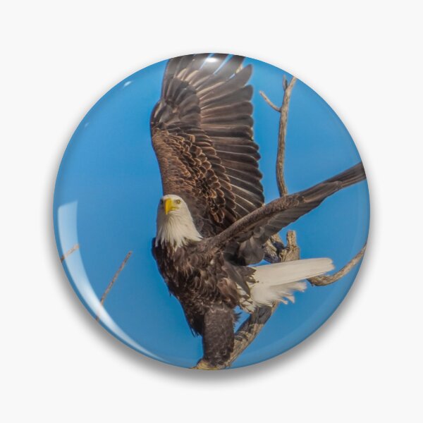 Item preview, Bald Eagle showing me it's Wing Span.  designed and sold by South 500 Photography.