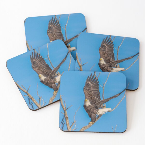 Item preview, Bald Eagle showing me it's Wing Span.  designed and sold by South 500 Photography.
