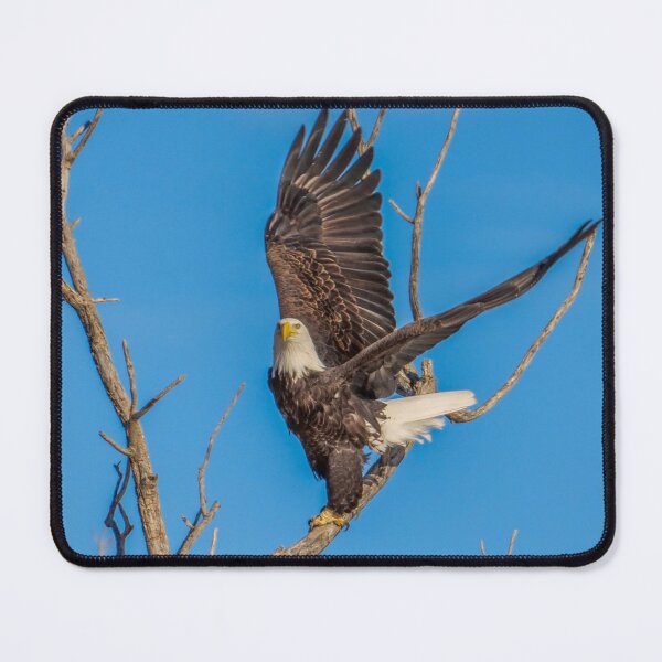 Item preview, Bald Eagle showing me it's Wing Span. designed and sold by South 500 Photography.