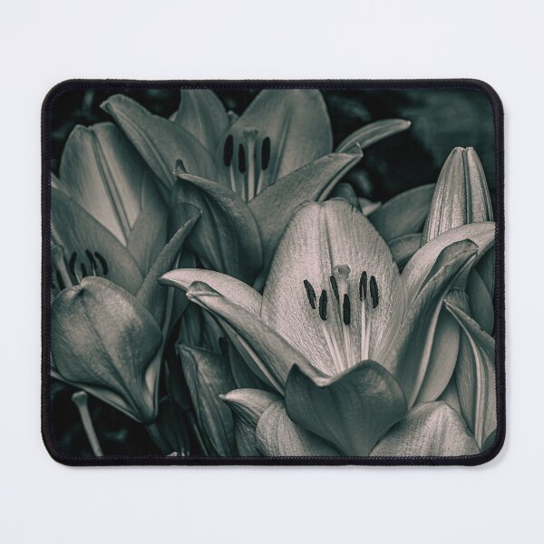 Item preview, Black and White Lily Bloom designed and sold by Rabee Khalil Photography.