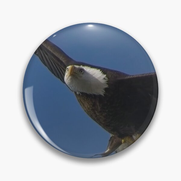 Item preview, Bald Eagle flies overhead with it's latest meal in talons.  designed and sold by South 500 Photography.