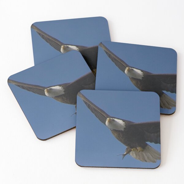 Item preview, Bald Eagle flies overhead with it's latest meal in talons.  designed and sold by South 500 Photography.