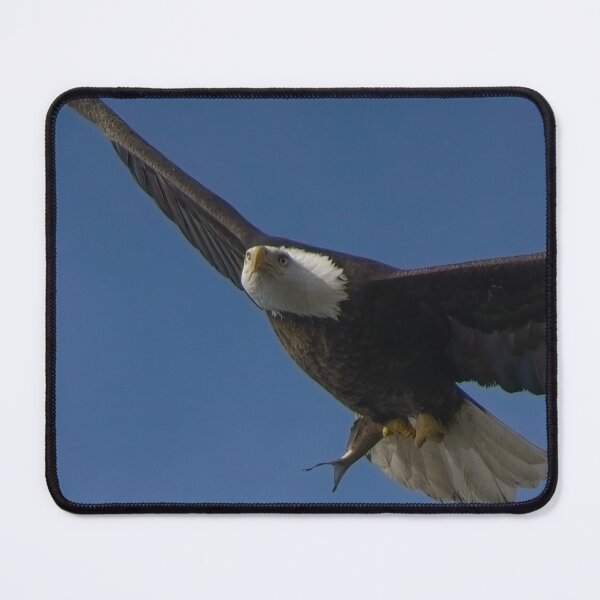 Item preview, Bald Eagle flies overhead with it's latest meal in talons. designed and sold by South 500 Photography.