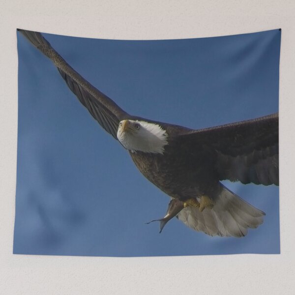 Item preview, Bald Eagle flies overhead with it's latest meal in talons.  designed and sold by South 500 Photography.